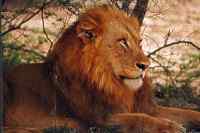Ein Bild vom Löwe